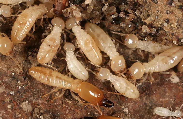 Termite